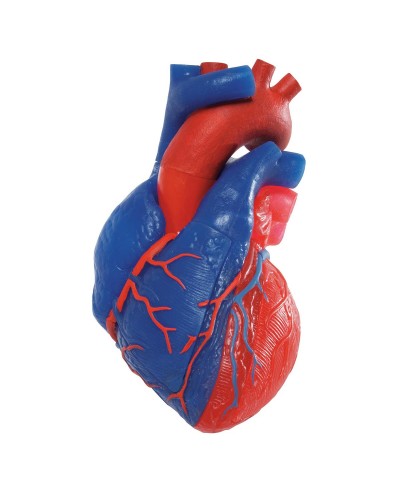 Magnetic Heart model, life-size, 5 parts